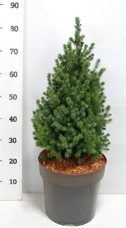 Ель колючая Супер Блю